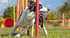 Agility dog