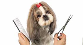 Taglio pelo cani gatti